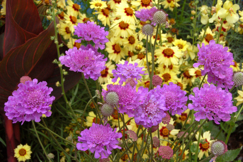 Violet Blue Pincushion Flower (Scabiosa vivid 'Vivid Violet') - QT