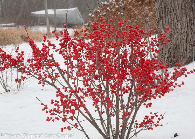 Proven Winners® Color Choice® Berry Poppins® Winterberry Holly (Ilex verticillata '‘Farrowbpop’') - QT