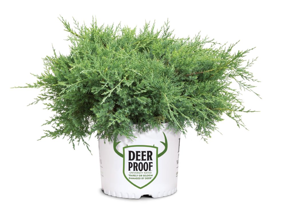 Montana Moss® Juniper (Juniper chinensis Montana Moss) - QT