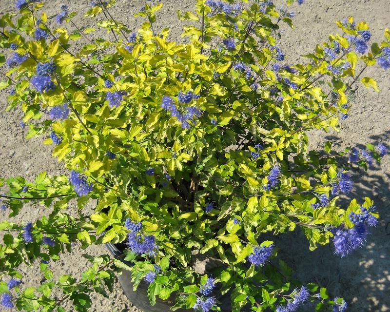 Sunshine Blue® II Bluebeard (Caryopteris sunshine 'Blue Ii') - QT