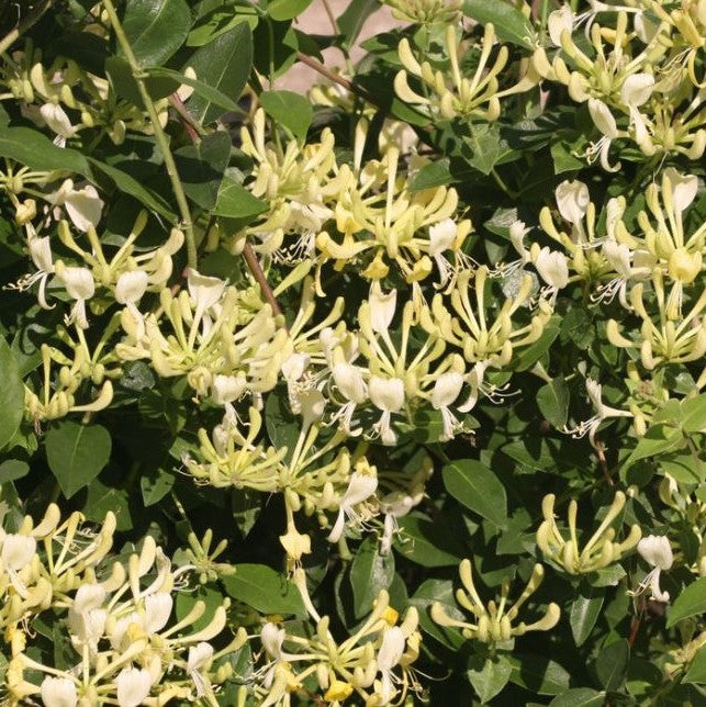 Scentsation Honeysuckle (Lonicera P 'Scentsation') - QT