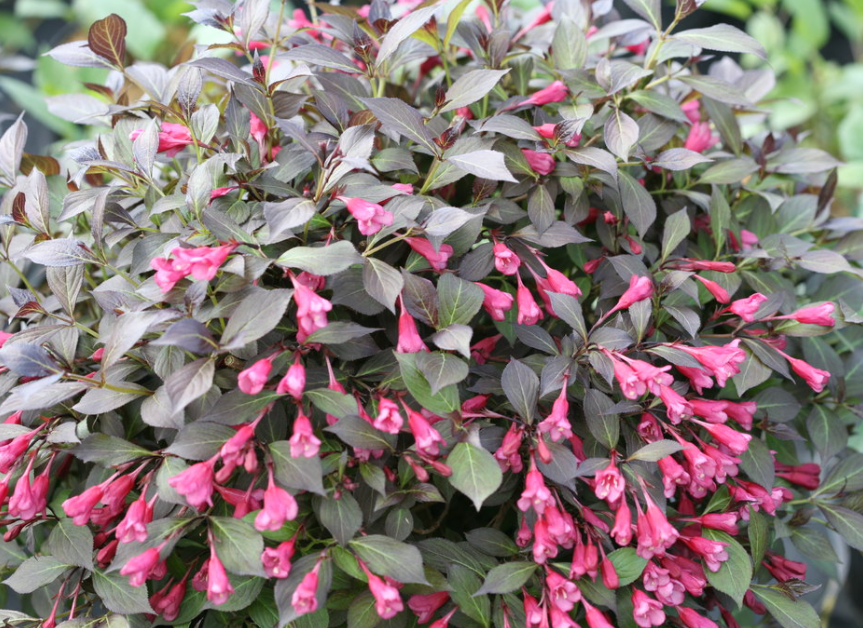 Midnight Wine Shine® Weigela (Weigela florida 'Elvera') - QT