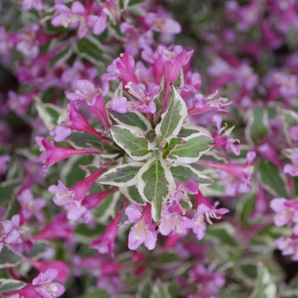 My Monet Purple Effect® Weigela (Weigela 'My Monet Purple Effect') - QT