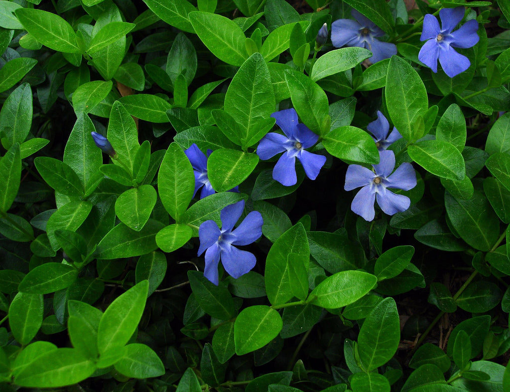 Common Periwinkle (Vinca minor) - QT