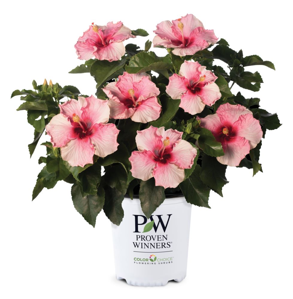 Hollywood Hibiscus™ Talk of the Town™ (Hibiscus rosa-sinensis Talk of the Town™) - 2 gallon