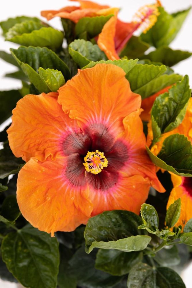 Hollywood Hibiscus® Disco Diva™ (Hibiscus Rosa-sinensis Disco Diva™) - 2 gallon