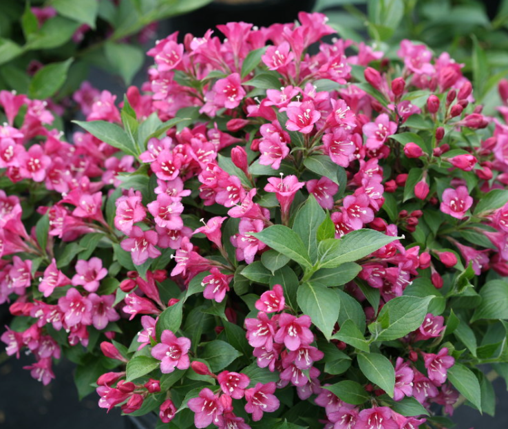 Weigela Snippet® Dark Pink (Weigela 'Snippet Dark Pink') - QT