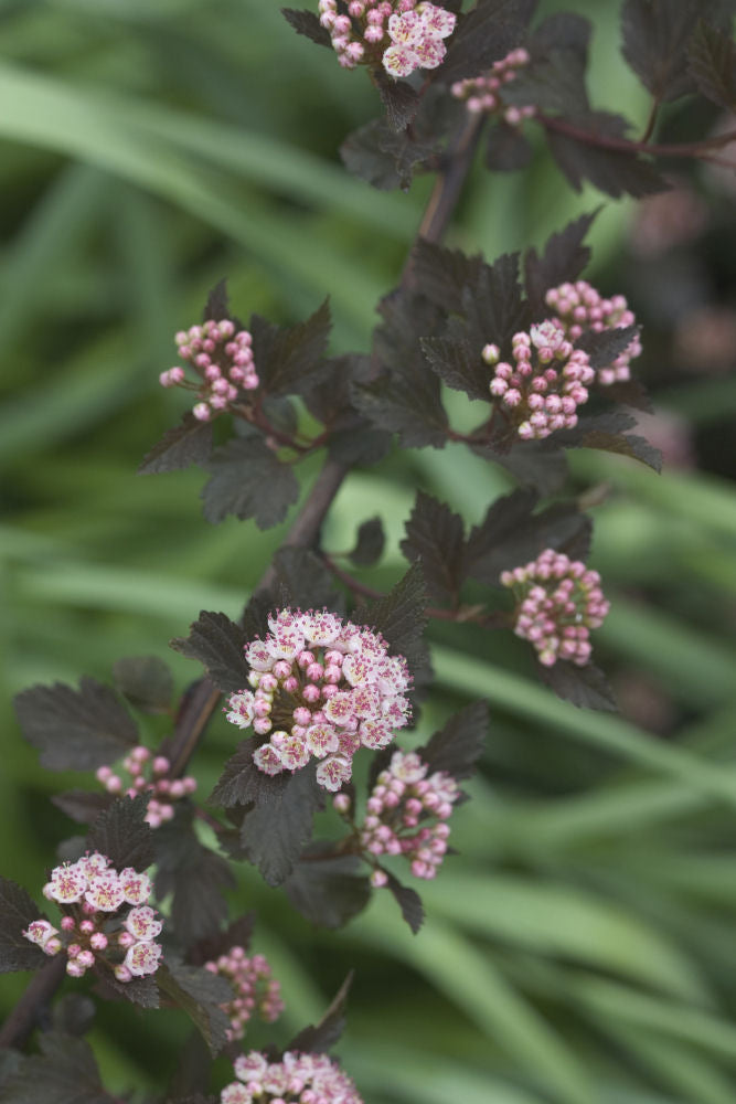 Summer Wine® Ninebark (Physocarpus opulifolius 'Seward') - QT