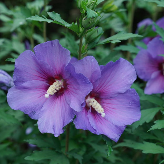 Paraplu Violet® Rose of Sharon (Hibiscus paraplu 'Violet') - QT