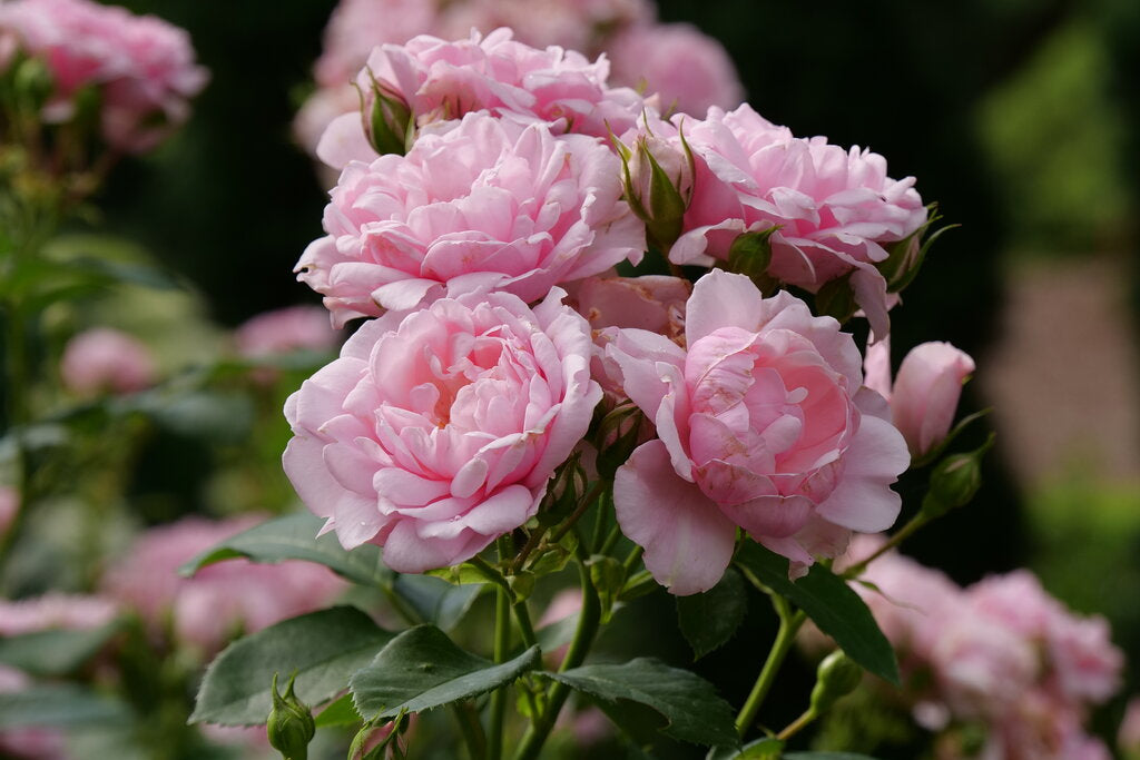 Reminiscent™ Pink Rose (Rosa reminiscent 'Pink') - QT