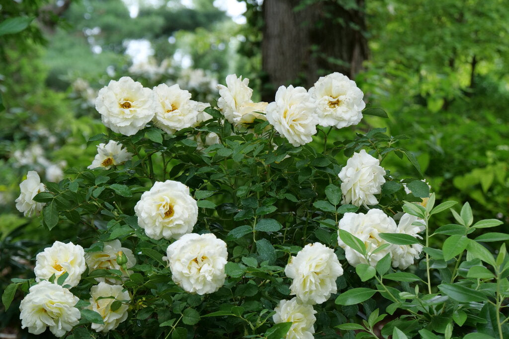 Reminiscent™ Crema Rose (Rosa reminiscent 'Crema') - QT