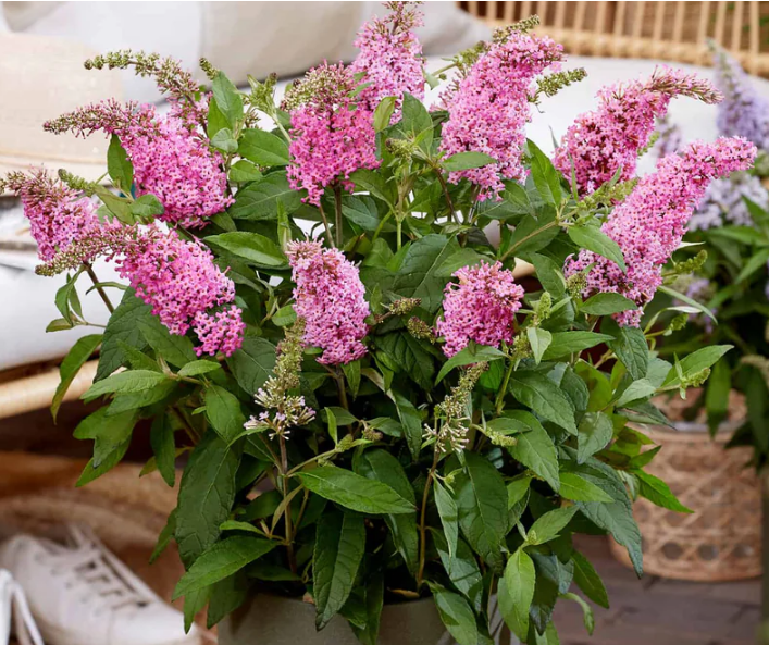 Li'l Taffy™ Butterfly Bush (Buddleia davidii ‘Li'l Taffy’ (BotEx 005 PP34703)) - 1 gallon