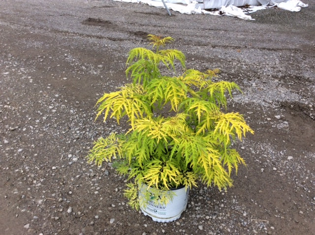 Lemony Lace® Elderberry (Sambucus lemony 'Lace') - QT