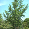 Princeton Sentry™ Ginkgo (Ginkgo biloba 'Princeton Sentry') - 2 gallon 36"
