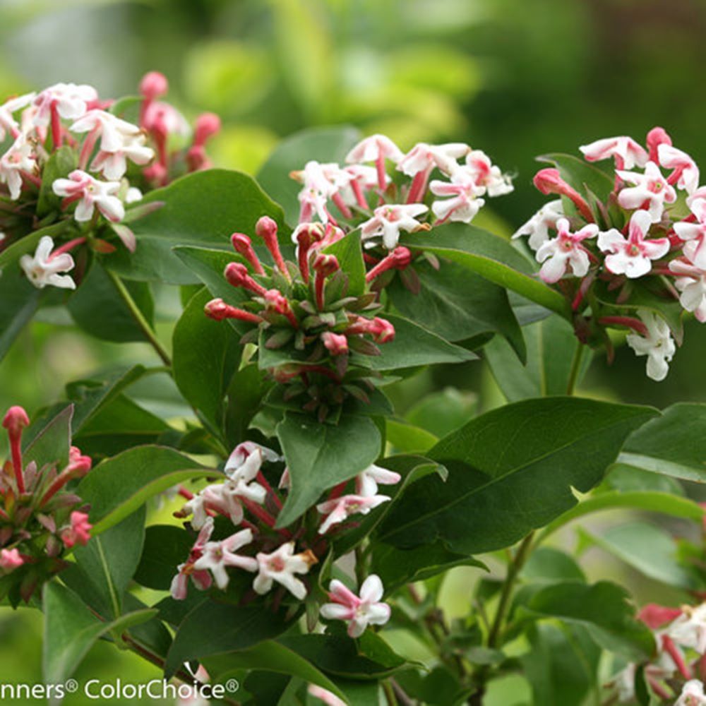 Sweet Emotion® Blaze Hardy abelia (Abelia m. ‘Sweet Emotion Blaze’) - QT