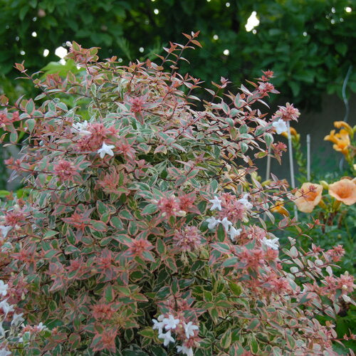 Tres Amigos® Abelia (Abelia grandiflora ‘Tres Amigos’) - QT