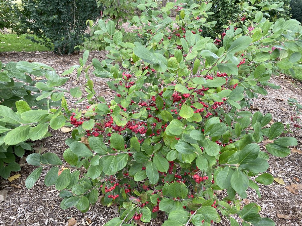Berry Scape® Aronia (Aronia arbutifolia’Berry Scape’) - QT