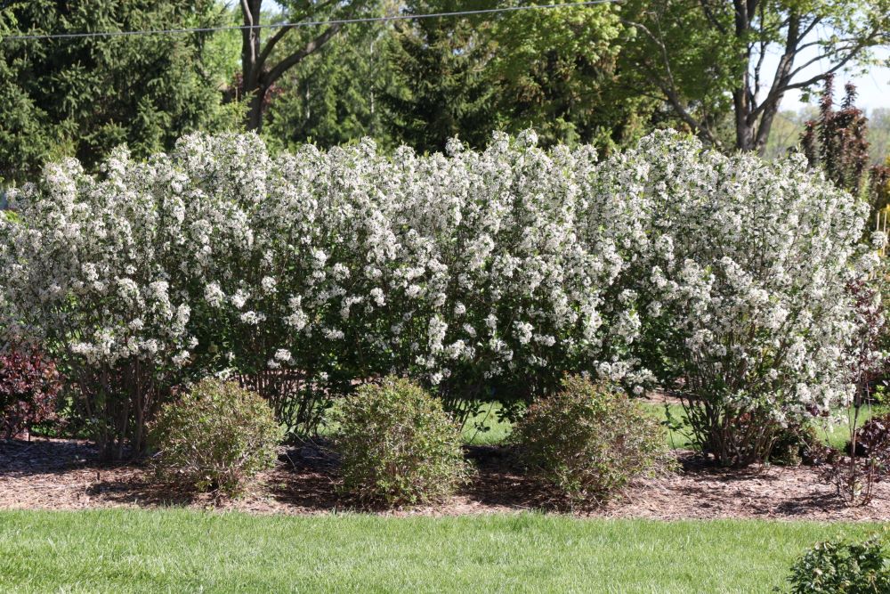Low Scape Snowfire® Chokeberry (Aronia melanocarpa ‘Snowfire’) - QT