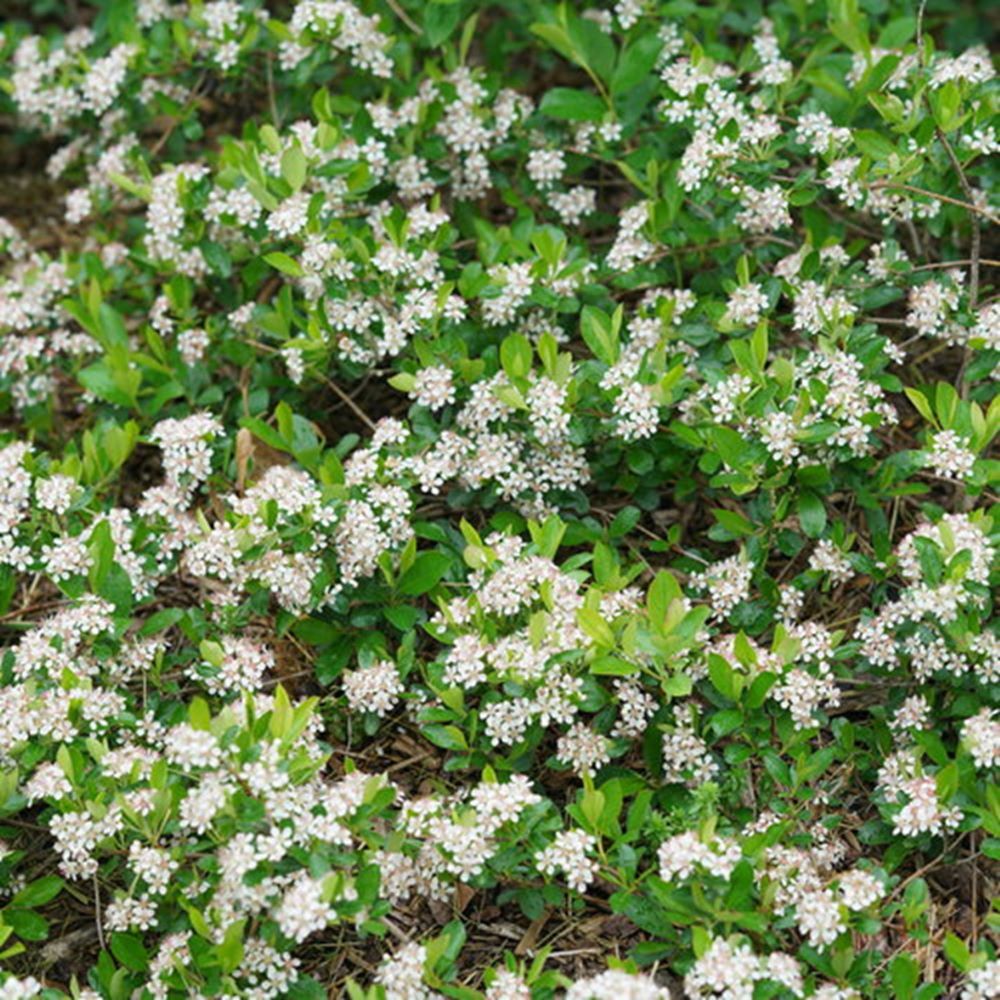 Ground Hug® Aronia melanocarpa (Aronia melanocarpa 'Groundhug') - QT