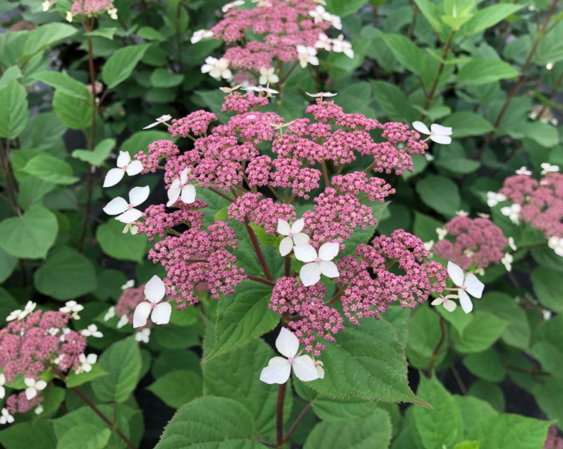 Invincibelle Lace® Smooth hydrangea (Hydrangea arborescens 'Invincibelle Lace') - QT