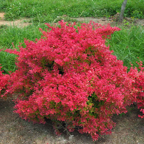 Sunjoy Neo® Barberry (Berberis thunbergii 'Sunjoy Neo') - QT