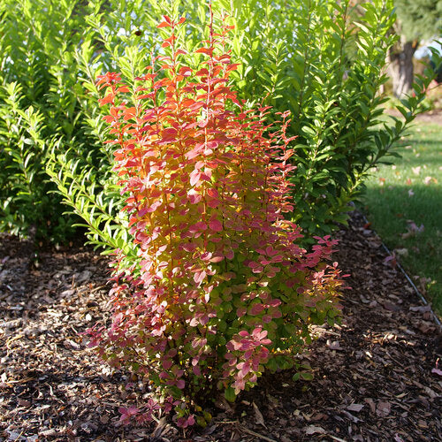Sunjoy Orange Pillar® Barberry (Berberis thunbergii 'Sunjoy Orange Pillar') - QT