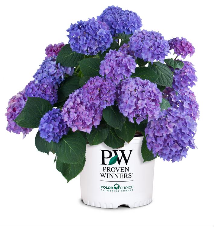Let's Dance® Rhythmic Blue® Reblooming Hydrangea (Hydrangea macrophylla 'Lets Dance Rhythmic Blue') - QT