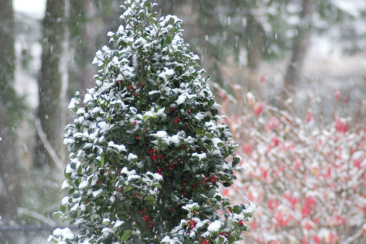 Castle Spire® Blue Holly (Ilex x meserveae 'Castle Spire') - QT