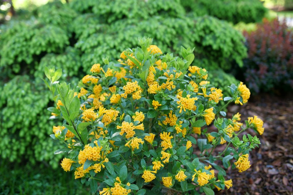 Juiced® Orange Jessamine (Cestrum corymbosum Juiced® Orange) - QT
