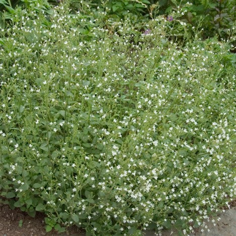 Calamint (Calamintha 'Ssp Nepeta') - QT