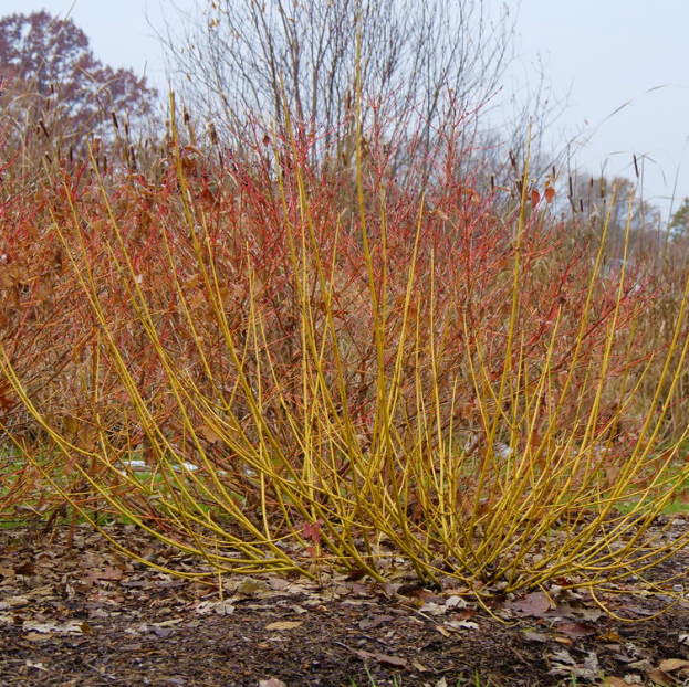Red-Osier Dogwood (Cornus stolonifera 'Arctic Fire Yellow') - QT