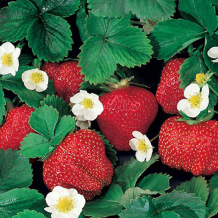 Fragaria Ozark Beauty Everbearing Strawberry (Fragaria ozark 'Beauty') - QT