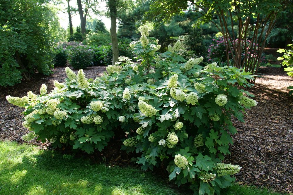 Gatsby Glow Ball® Oakleaf Hydrangea (Hydrangea quercifolia 'NCHQ1') - 3 gallon