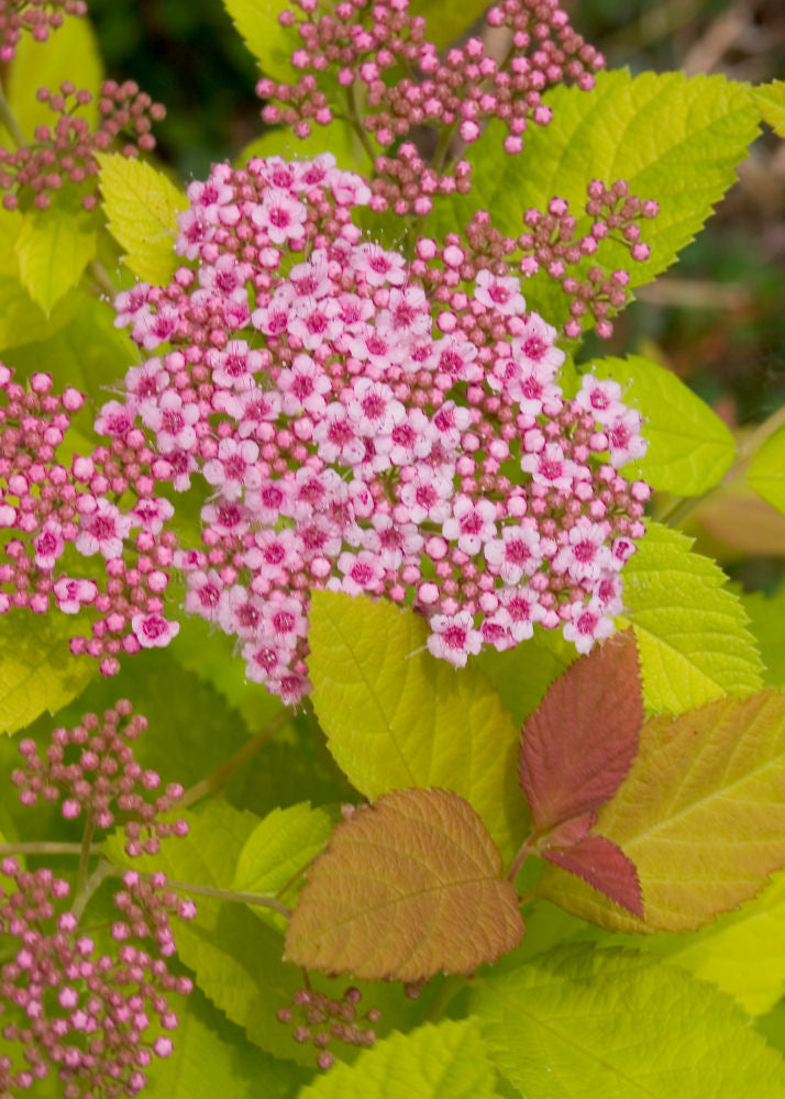 Double Play Big Bang® Spirea (SPIRAEA JAP. DBL PLAY BIG BANG) - 3 gallon 15"