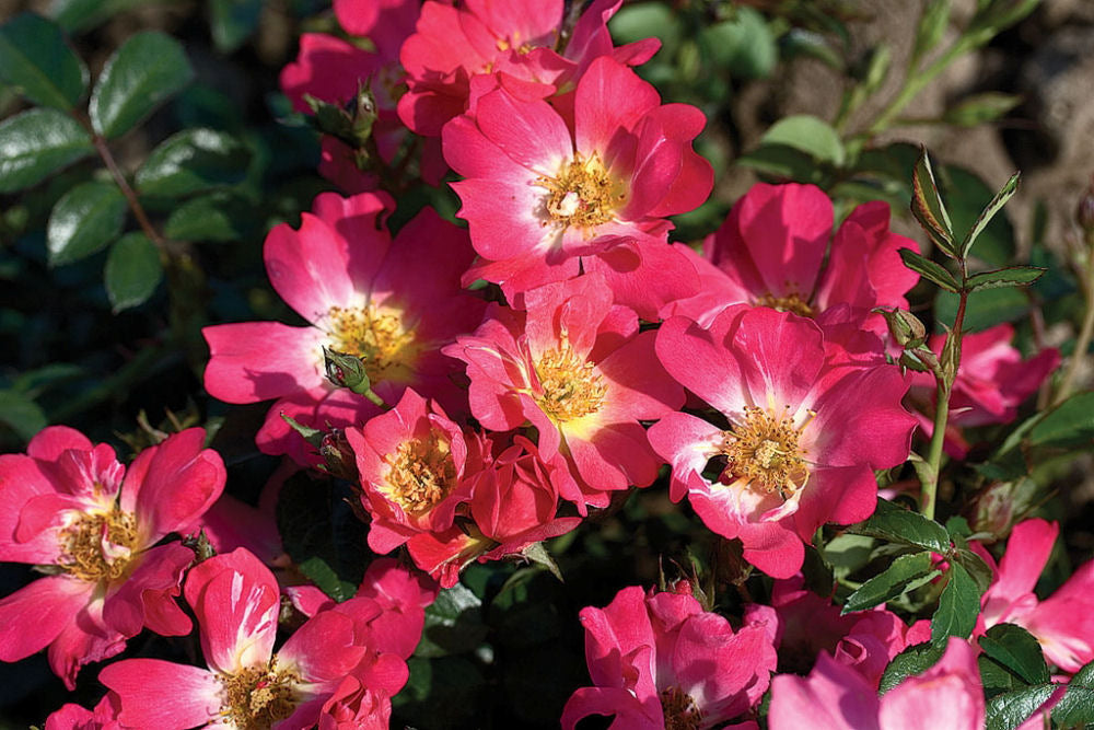 Pink Drift® Rose (ROSE DRIFT PINK) - 1 gallon