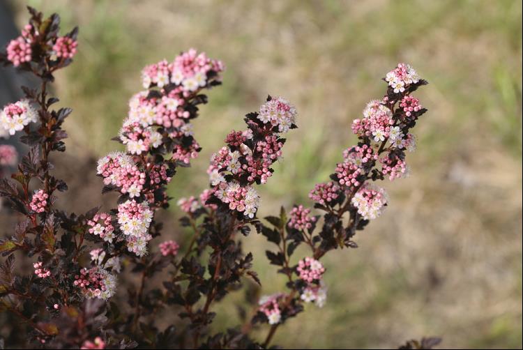 Tiny Wine® Ninebark (PHYSOCARPUS O. TINY WINE) - 2 gallon 15"