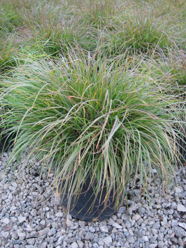 Hameln Fountain Grass (GRASS - PE. AL. HAMELN) - 2 gallon