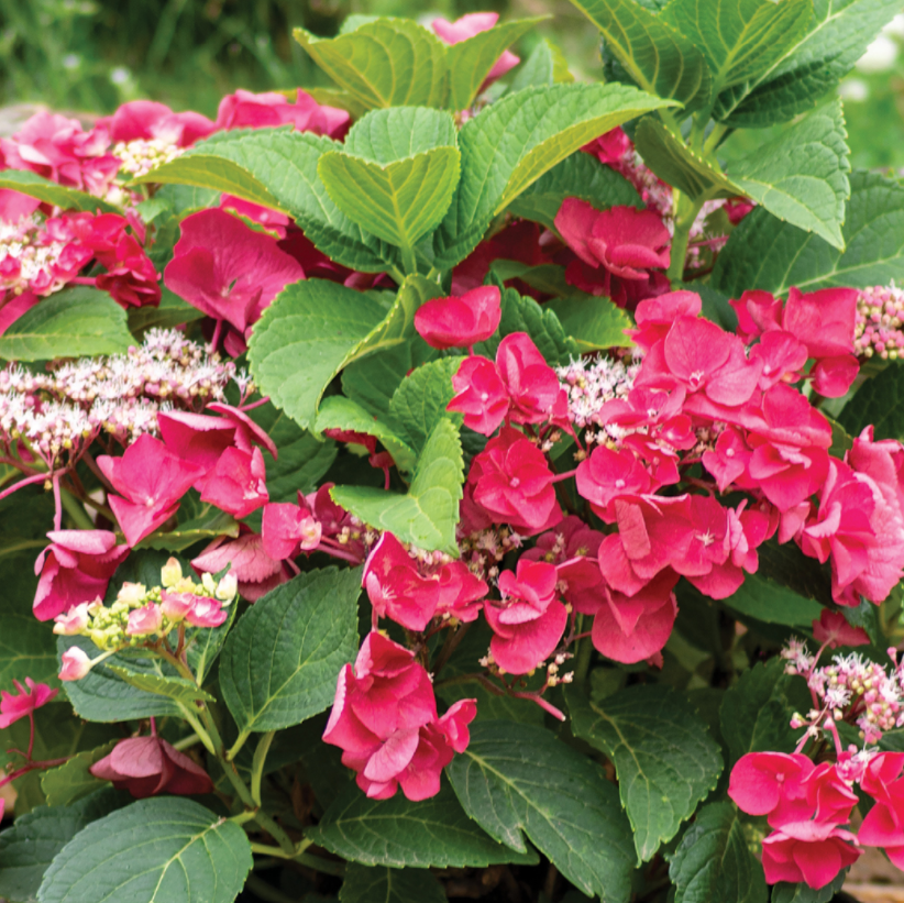Cherry Explosion™ Hydrangea (HYDRANGEA M. CHERRY EXPLOSION) - 3 gallon