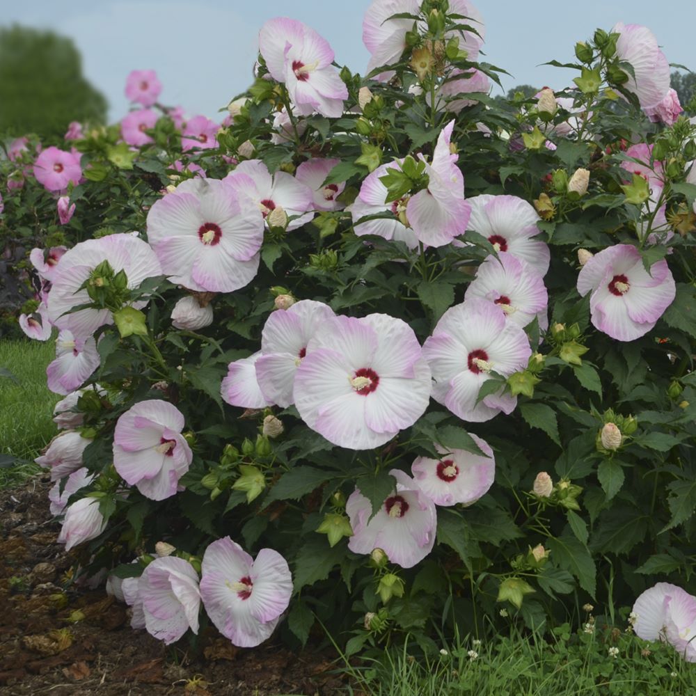Summerific® 'Ballet Slippers' Rose Mallow (HIBISCUS X SUMMERIFIC BALLET SLIPPERS) - 2 gallon