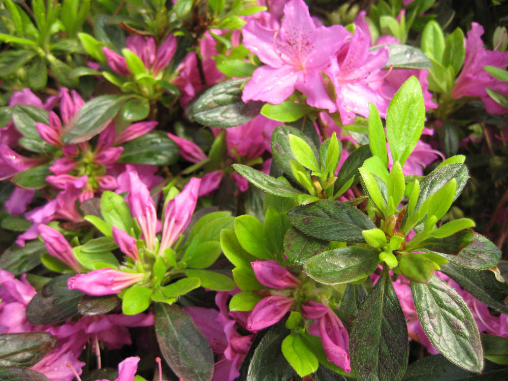 Herbert Azalea (AZALEA HERBERT) - 1 gallon