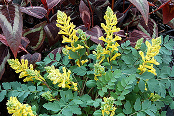 Canary Feathers® Fumewort (CORYDALIS CANARY FEATHERS) - 1 gallon