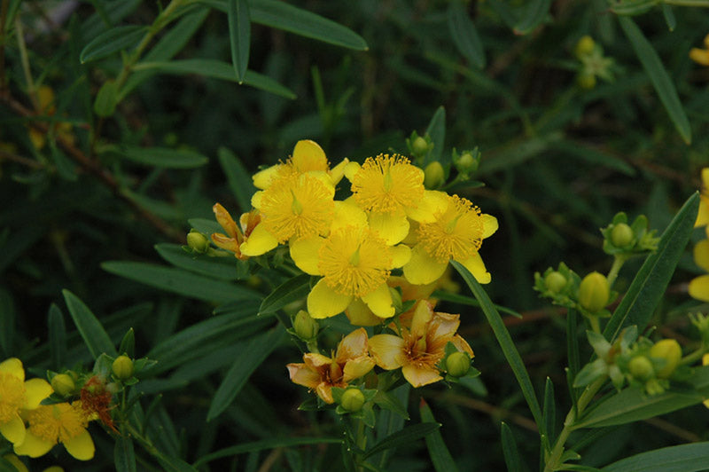 Gemo St. Johnswort (HYPERICUM GEMO) - 2 gallon 10"