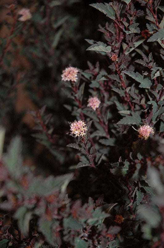 Little Devil™ Ninebark (PHYSOCARPUS O. LITTLE DEVIL) - 3 gallon 15"
