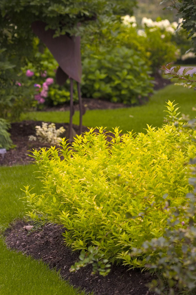 Chardonnay Pearls® Deutzia (DEUTZIA CHARDONNAY PEARLS) - 2 gallon 10"