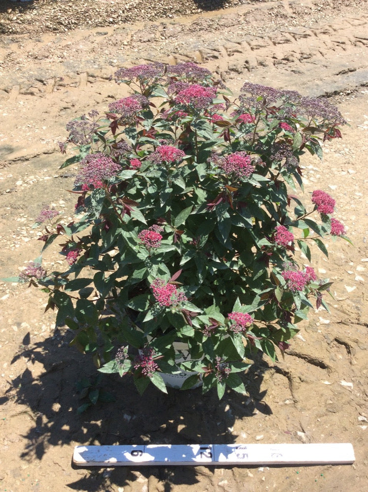 Double Play® Red Spirea (SPIRAEA JAP. DBL PLAY® RED) - 3 gallon 15"