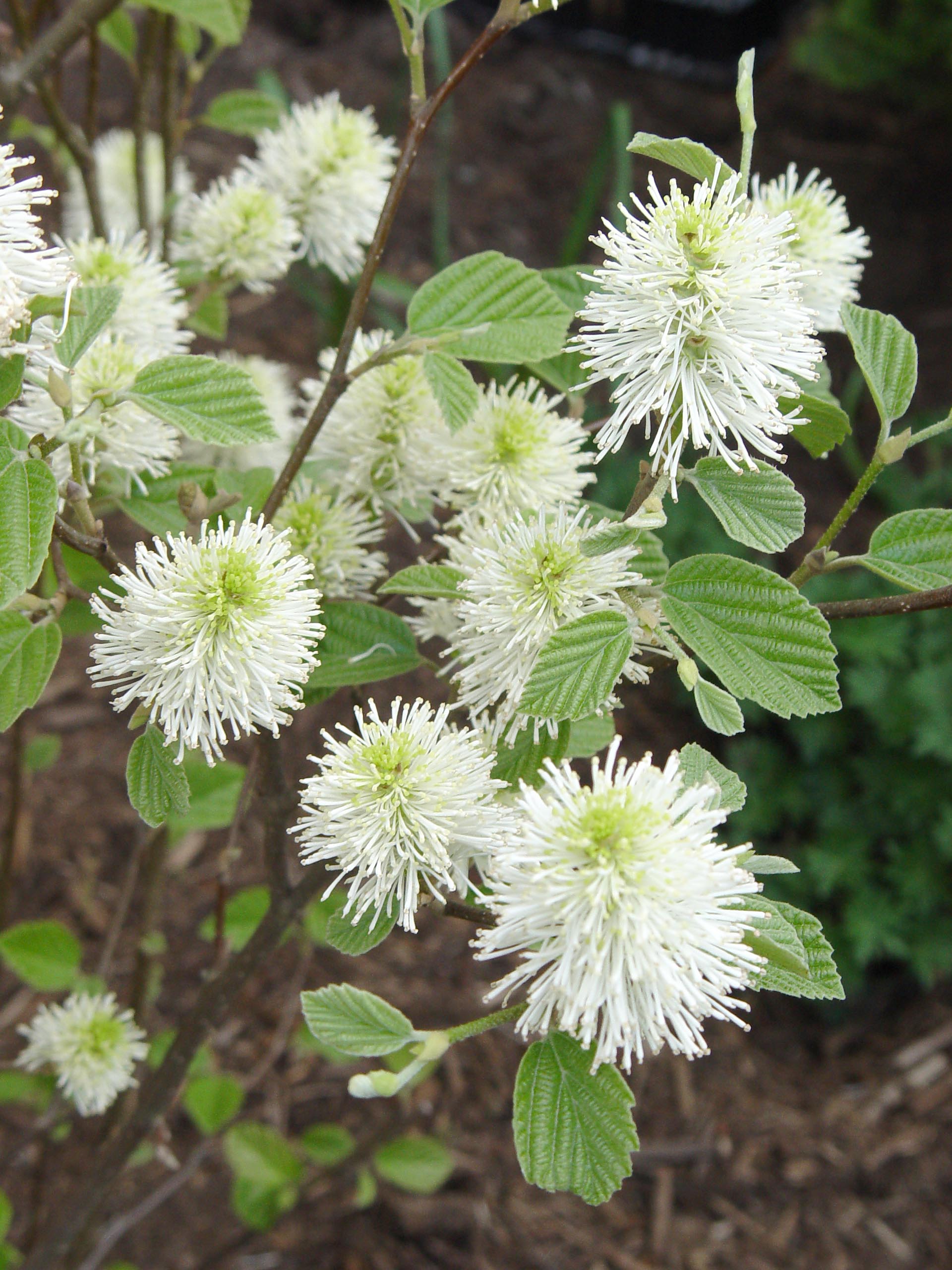 Mount Airy Dwarf Fothergilla (FOTHERGILLA MT. AIRY) - 3 gallon 12"