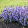 Cat's Pajamas Catmint (Nepeta x 'Cats Pajamas') - 1 gallon