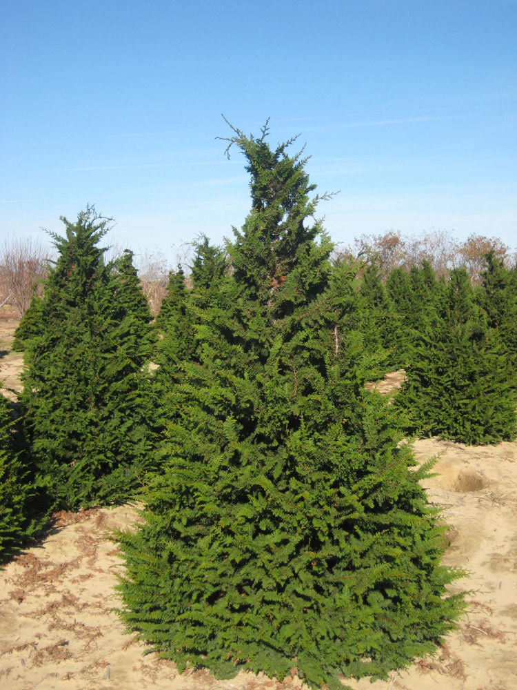 Fernspray False Cypress (CHAM. OBTUSA FILICOIDES) - 3 gallon 30"
