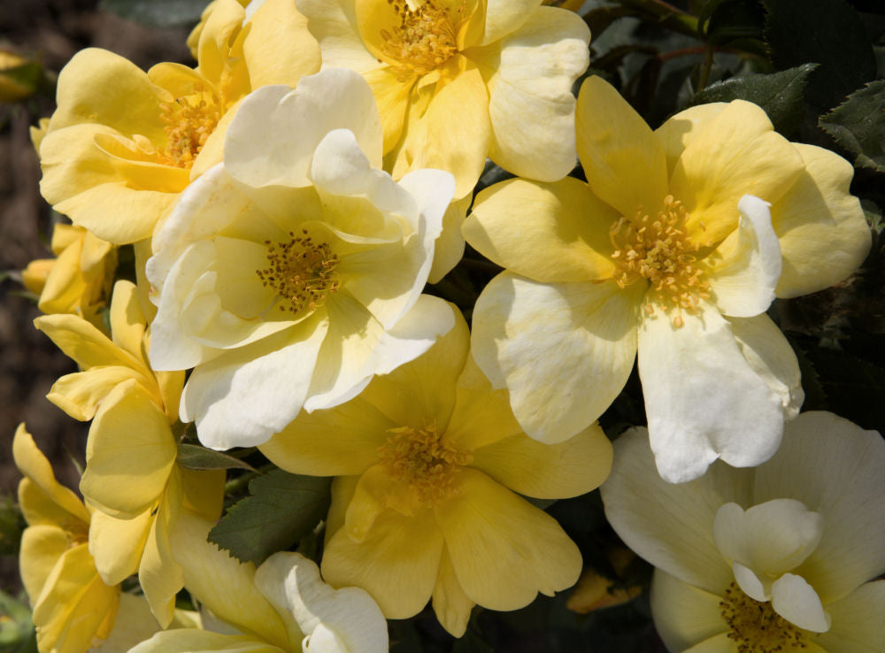 Sunny Knock Out® Rose (ROSE K.O. SUNNY KNOCKOUT) - 1 gallon