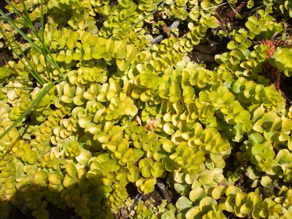 Golden Creeping Jenny (N&C LYSIMACHIA NUMMULARIA AUREA) - 1 gallon